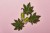 pol_pl_Oczyszczajaco-lagodzace-serum-konopne-Hemp-Seed-Serum-LalaRecipe-762_3.jpg